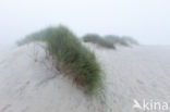 Marram (Ammophila arenaria)