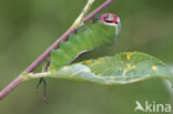 Hermelijnvlinder (Cerura vinula)