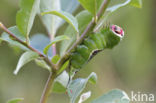 Hermelijnvlinder (Cerura vinula)