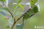 Hermelijnvlinder (Cerura vinula)