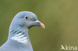 Wood Pigeon