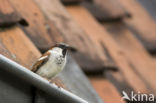 Huismus (Passer domesticus)