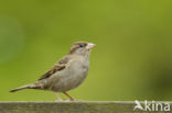 House Sparrow (Passer domesticus)