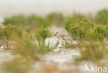 Kanoetstrandloper (Calidris canutus)