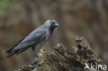 Eurasian Jackdaw (Corvus monedula)