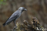 Eurasian Jackdaw (Corvus monedula)