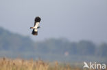 Lapwing (Vanellus vanellus)