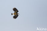 Lapwing (Vanellus vanellus)