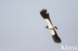 Lapwing (Vanellus vanellus)