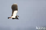 Lapwing (Vanellus vanellus)