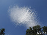 cirrocumulus