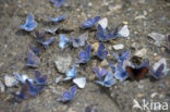 Mazarine Blue (Polyommatus semiargus)