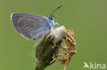 Klaverblauwtje (Polyommatus semiargus)