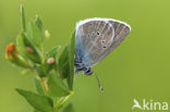 Mazarine Blue (Polyommatus semiargus)