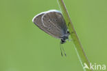 Mazarine Blue (Polyommatus semiargus)