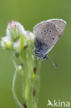 Mazarine Blue (Polyommatus semiargus)