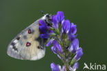 Kleine apollovlinder (Parnassius phoebus)