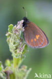 Lesser Mountain Ringlet (Erebia melampus)