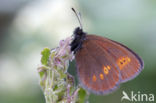 Lesser Mountain Ringlet (Erebia melampus)