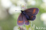 Lesser Mountain Ringlet (Erebia melampus)