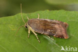 Kleine Breedbandhuismoeder (Noctua janthina)