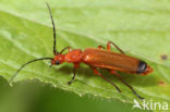 Common Red Soldier Beetle (Rhagonycha fulva)