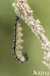 Kleine vos (Aglais urticae)