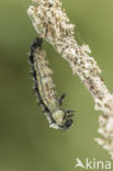 Kleine vos (Aglais urticae)