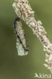 Kleine vos (Aglais urticae)