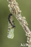 Kleine vos (Aglais urticae)