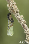 Kleine vos (Aglais urticae)