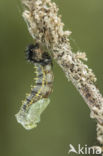 Kleine vos (Aglais urticae)