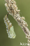 Kleine vos (Aglais urticae)