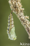 Kleine vos (Aglais urticae)