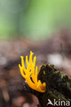 Yellow turning fork (Calocera viscosa)