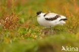 Pied Avocet (Recurvirostra avosetta)