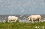 Pied Avocet (Recurvirostra avosetta)