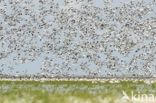 Pied Avocet (Recurvirostra avosetta)