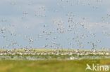 Pied Avocet (Recurvirostra avosetta)