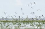 Pied Avocet (Recurvirostra avosetta)