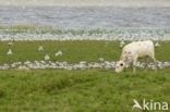 Pied Avocet (Recurvirostra avosetta)