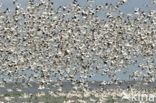 Pied Avocet (Recurvirostra avosetta)