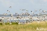 Pied Avocet (Recurvirostra avosetta)