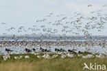 Pied Avocet (Recurvirostra avosetta)