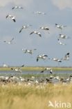 Pied Avocet (Recurvirostra avosetta)