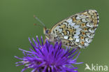 Knapweed Fritillary (Melitaea phoebe)