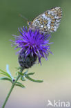 Knapweed Fritillary (Melitaea phoebe)