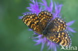 Knoopkruidparelmoervlinder (Melitaea phoebe)