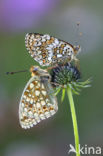 Knoopkruidparelmoervlinder (Melitaea phoebe)