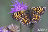 Knapweed Fritillary (Melitaea phoebe)